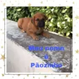 Paozinho