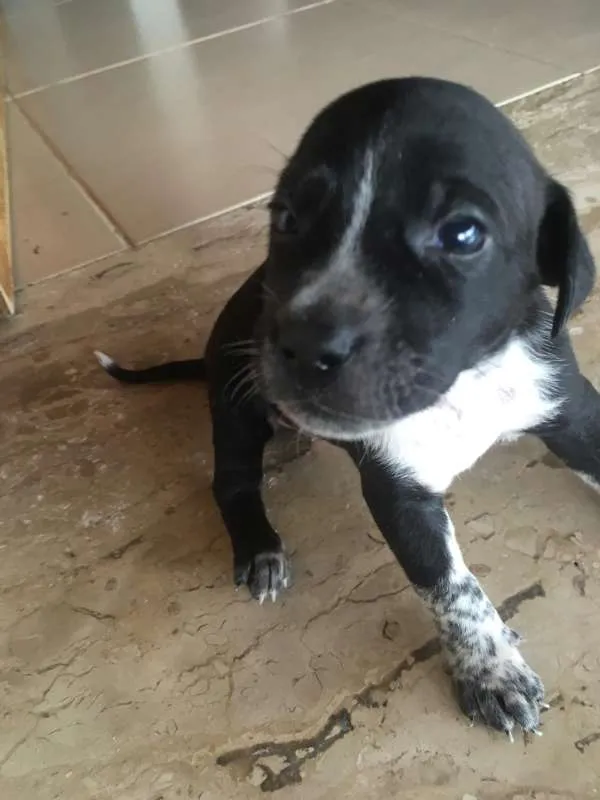 Cachorro ra a VIRA LATA idade Abaixo de 2 meses nome SEM NOME