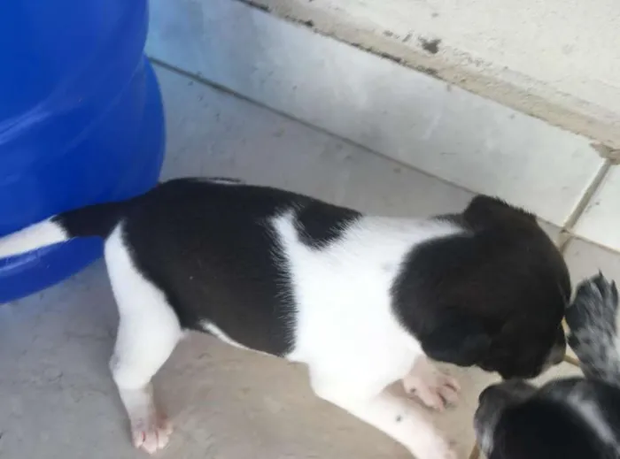 Cachorro ra a VIRA LATA idade Abaixo de 2 meses nome SEM NOME
