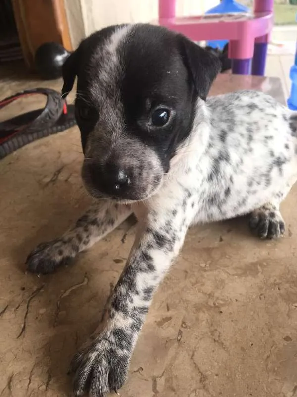 Cachorro ra a VIRA LATA idade Abaixo de 2 meses nome SEM NOME