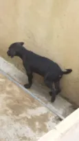 Filhotinhos