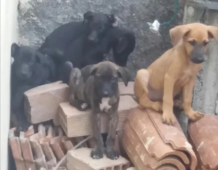 Cachorro raça Vira-lata com Labrador idade 2 a 6 meses nome Filhotinhos