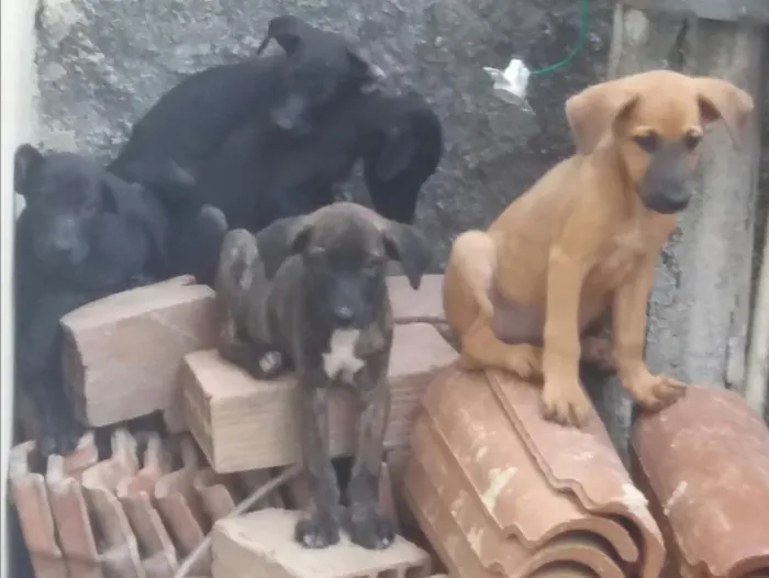 Cachorro raça Vira-lata com Labrador idade 2 a 6 meses nome Filhotinhos