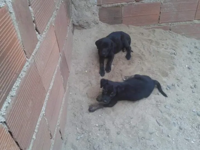 Cachorro raça Vira-lata com Labrador idade 2 a 6 meses nome Filhotinhos