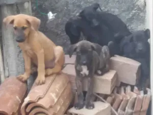 Cachorro raça Vira-lata com Labrador idade 2 a 6 meses nome Filhotinhos
