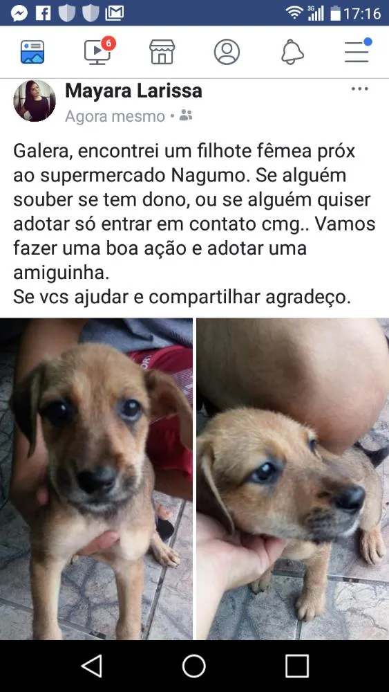 Cachorro ra a  idade 7 a 11 meses nome Mel