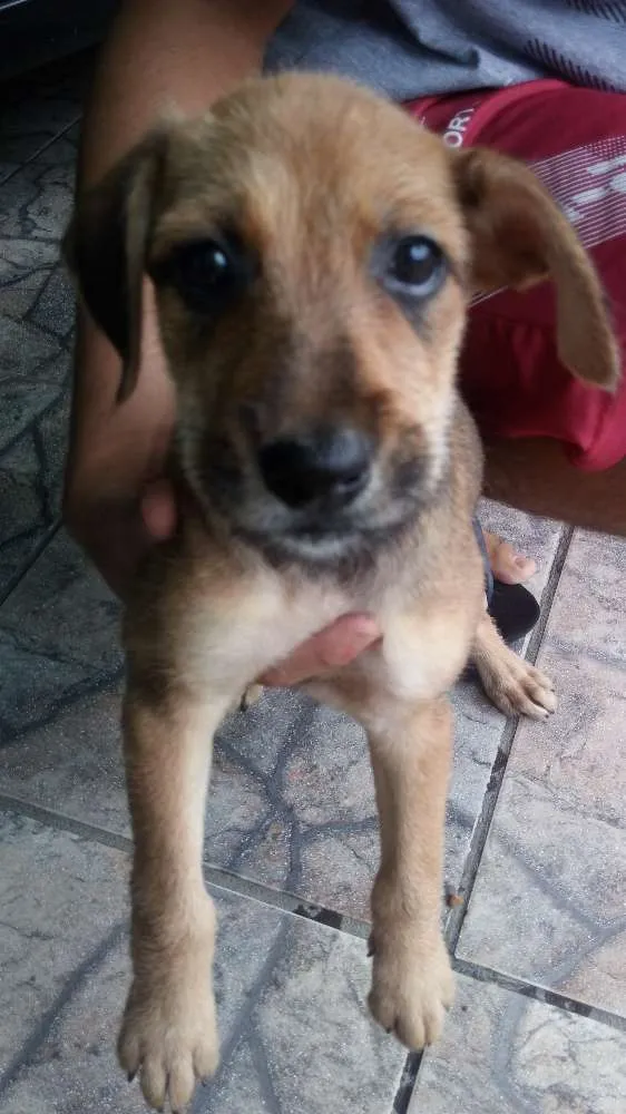 Cachorro ra a  idade 7 a 11 meses nome Mel