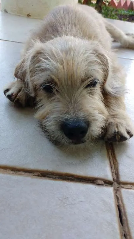 Cachorro ra a SRD idade 2 a 6 meses nome Beige