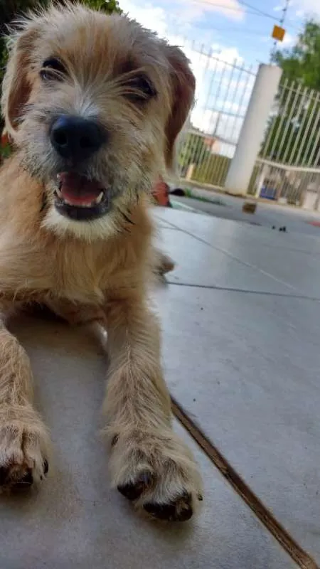 Cachorro ra a SRD idade 2 a 6 meses nome Beige
