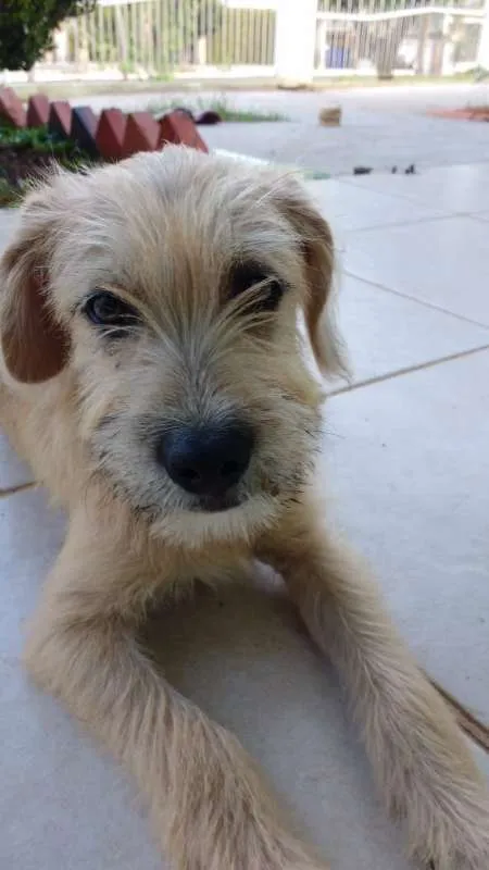 Cachorro ra a SRD idade 2 a 6 meses nome Beige