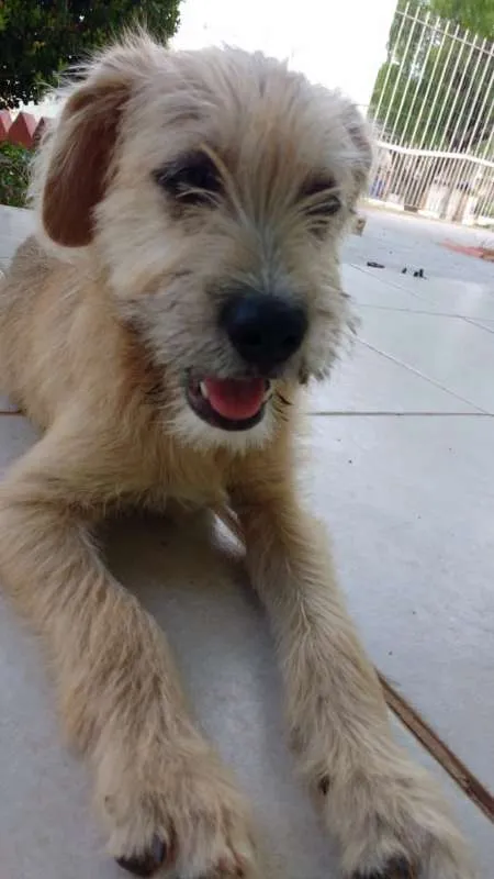 Cachorro ra a SRD idade 2 a 6 meses nome Beige