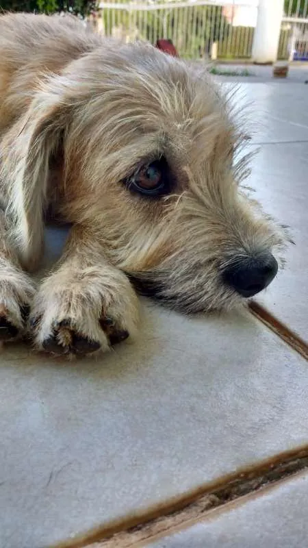 Cachorro ra a SRD idade 2 a 6 meses nome Beige