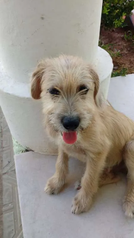 Cachorro ra a SRD idade 2 a 6 meses nome Beige