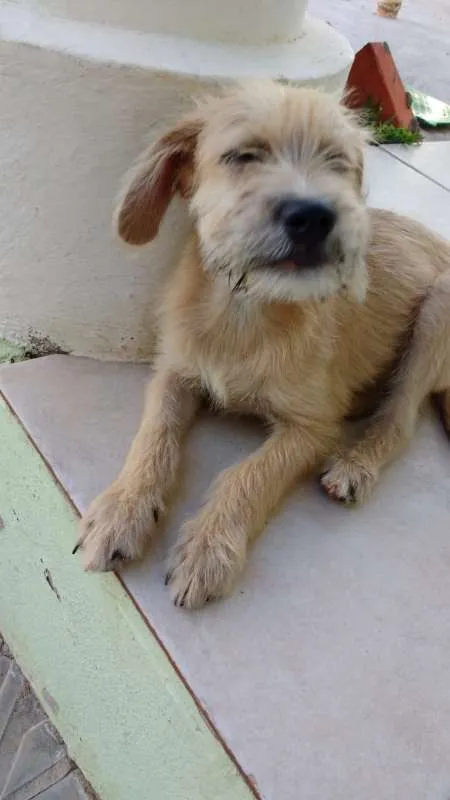 Cachorro ra a SRD idade 2 a 6 meses nome Beige