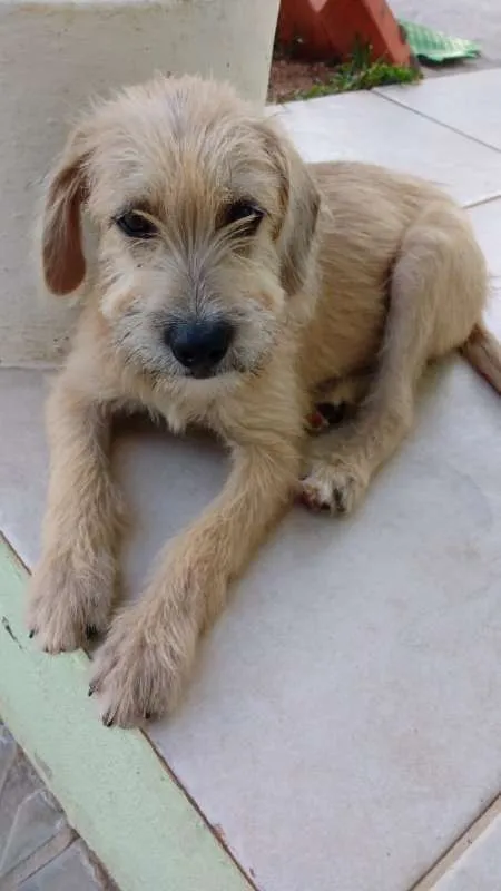 Cachorro ra a SRD idade 2 a 6 meses nome Beige