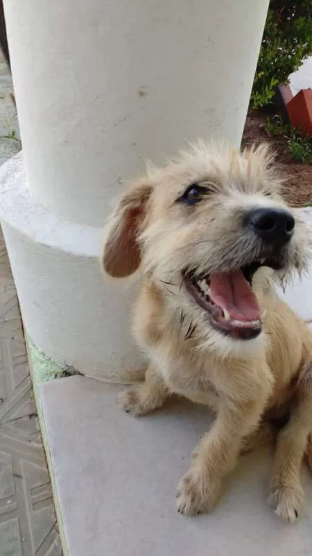 Cachorro ra a SRD idade 2 a 6 meses nome Beige
