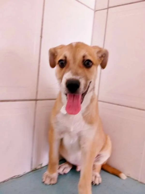 Cachorro ra a srd idade 2 a 6 meses nome Toddy