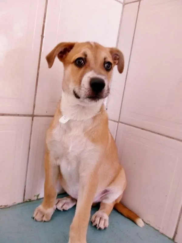 Cachorro ra a srd idade 2 a 6 meses nome Toddy