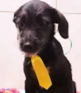 BOB