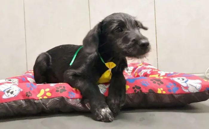 Cachorro ra a SRD idade 2 a 6 meses nome BOB