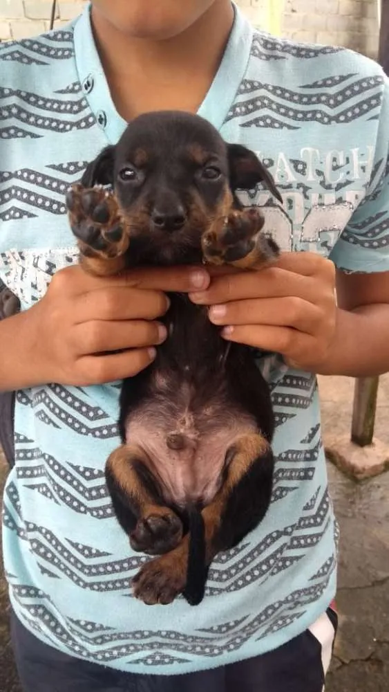 Cachorro ra a basset idade 2 a 6 meses nome filhotes basset