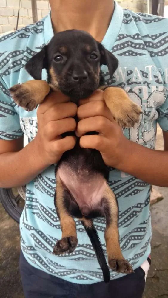 Cachorro ra a basset idade 2 a 6 meses nome filhotes basset