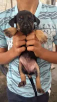 filhotes basset