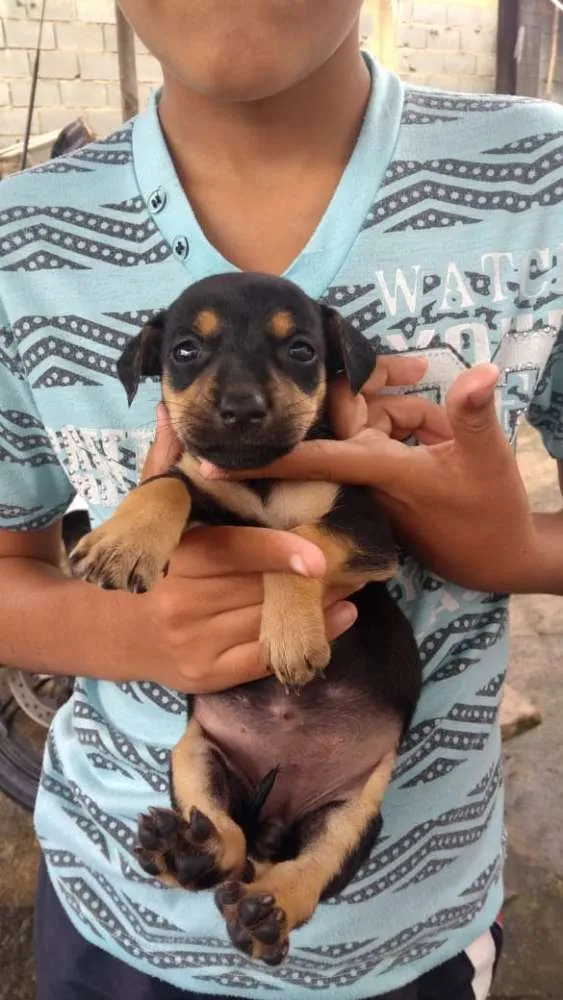 Cachorro ra a basset idade 2 a 6 meses nome filhotes basset