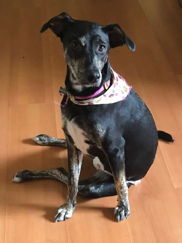 Cachorro ra a SRD idade 7 a 11 meses nome Cacau