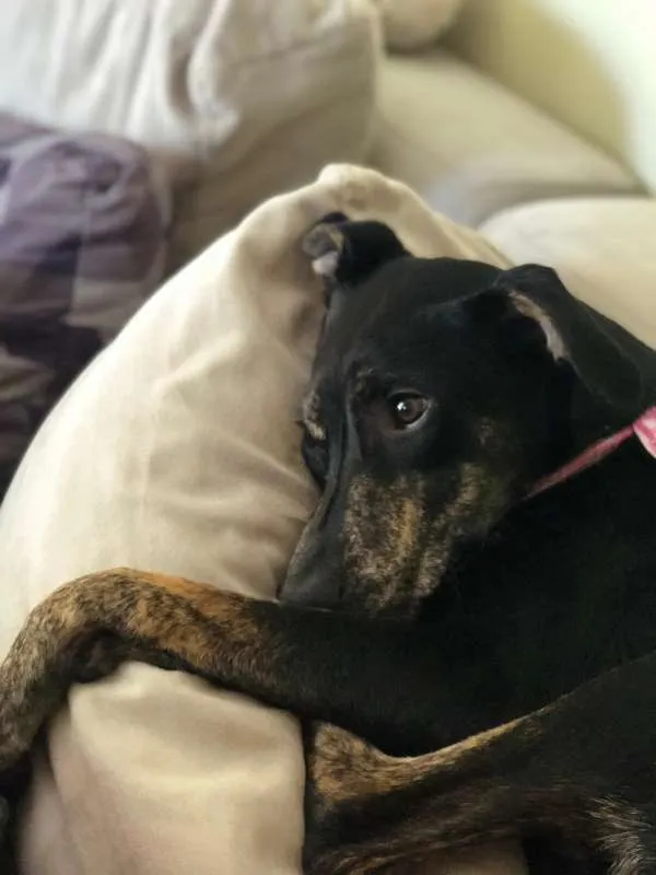 Cachorro ra a SRD idade 7 a 11 meses nome Cacau