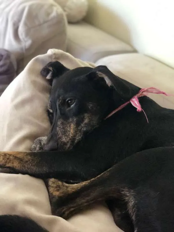 Cachorro ra a SRD idade 7 a 11 meses nome Cacau