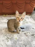 Ninhada de 5 gatinho