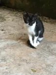 Ninhada de 5 gatinho