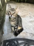 Ninhada de 5 gatinho