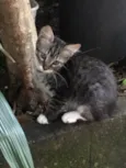 Ninhada de 5 gatinho