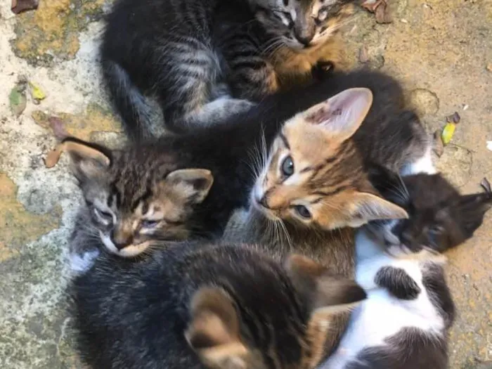 Gato ra a Vira-lata idade 2 a 6 meses nome Ninhada de 5 gatinho