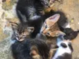 Ninhada de 5 gatinho