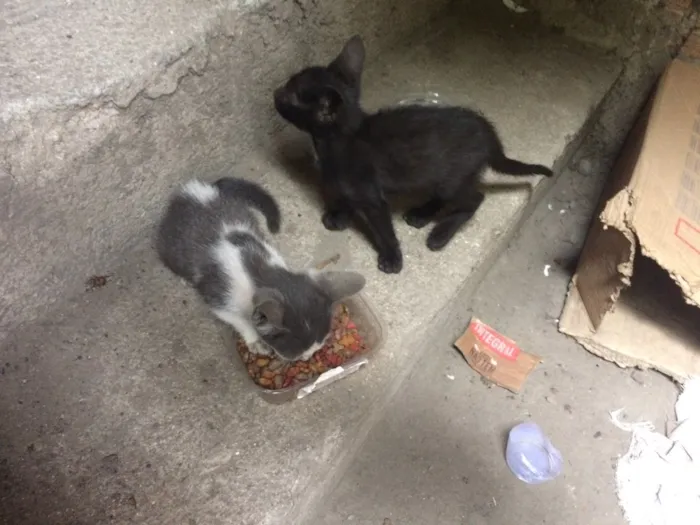 Gato ra a SRD idade Abaixo de 2 meses nome Sem nome