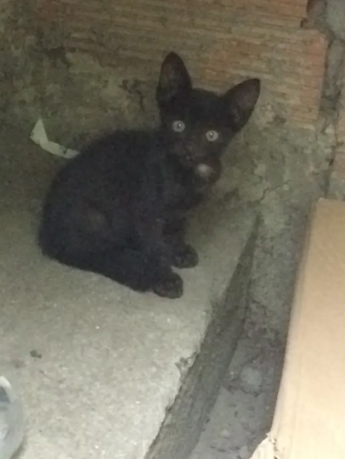 Gato ra a SRD idade Abaixo de 2 meses nome Sem nome