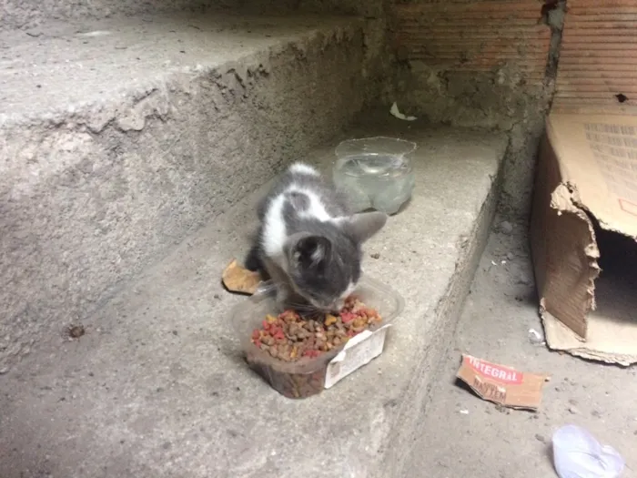 Gato ra a SRD idade Abaixo de 2 meses nome Sem nome