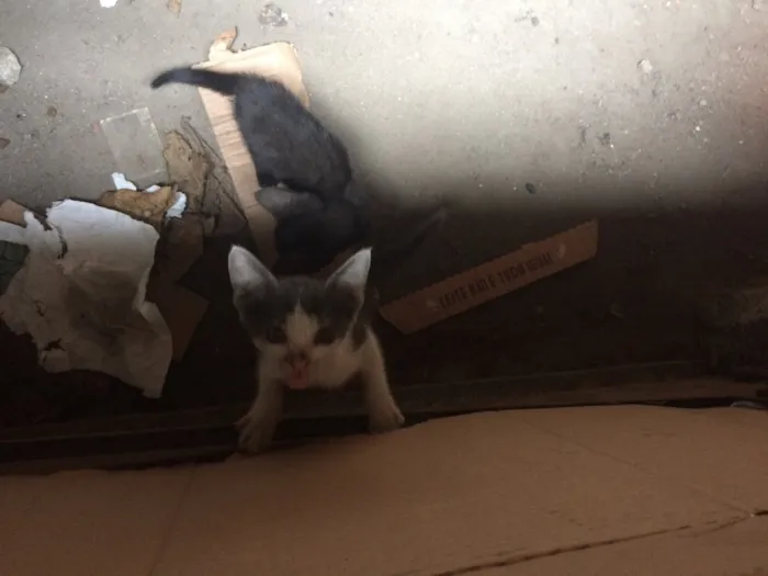 Gato ra a SRD idade Abaixo de 2 meses nome Sem nome