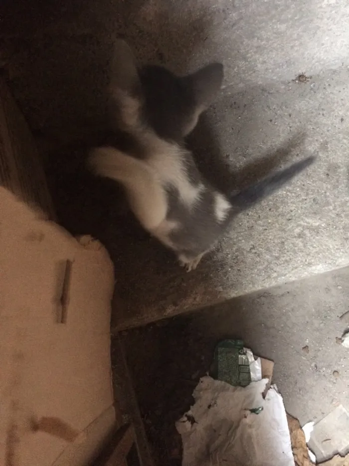Gato ra a SRD idade Abaixo de 2 meses nome Sem nome