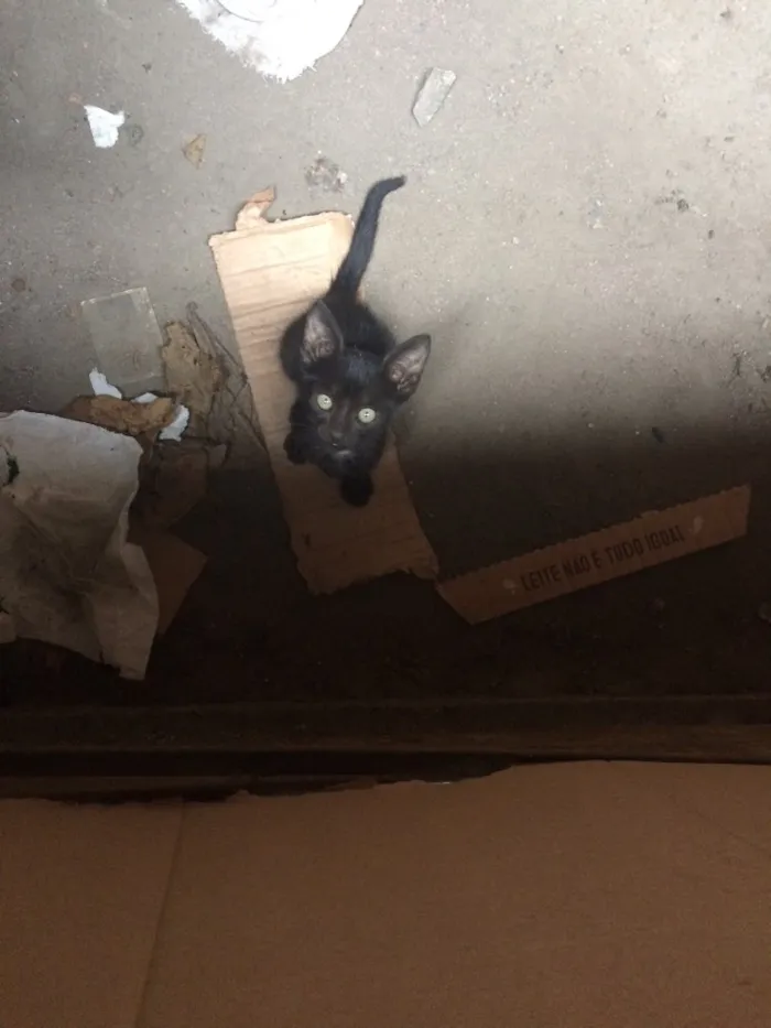 Gato ra a SRD idade Abaixo de 2 meses nome Sem nome