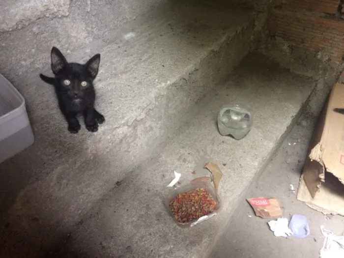 Gato ra a SRD idade Abaixo de 2 meses nome Sem nome