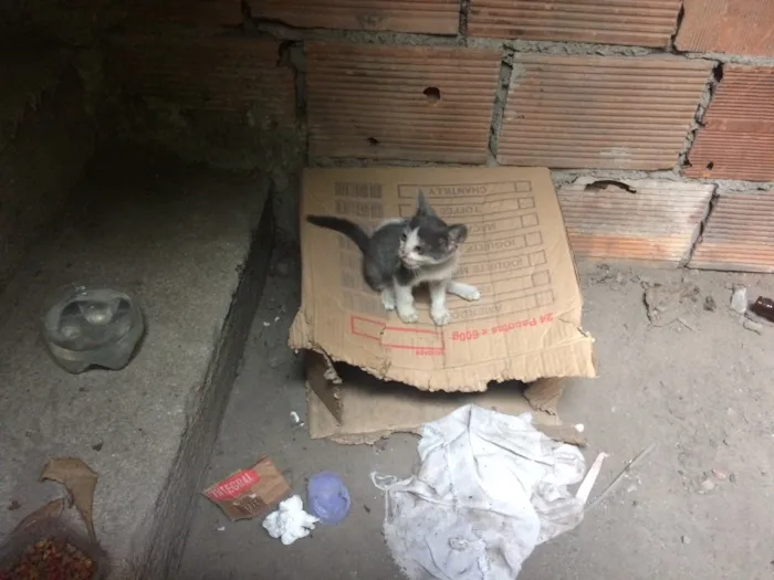 Gato ra a SRD idade Abaixo de 2 meses nome Sem nome
