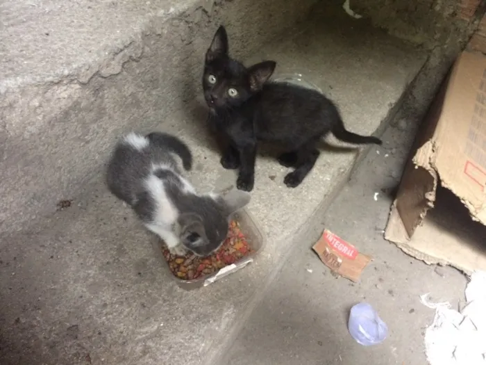 Gato ra a SRD idade Abaixo de 2 meses nome Sem nome