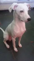 Marshall José