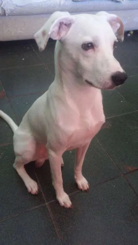 Cachorro ra a Mestiço com Dálmata idade 1 ano nome Marshall José