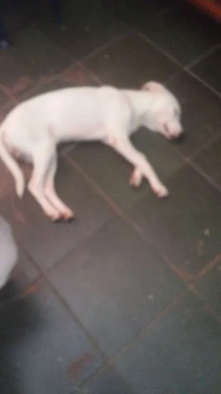 Cachorro ra a Mestiço com Dálmata idade 1 ano nome Marshall José