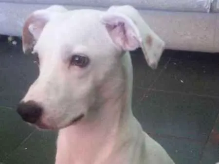 Cachorro ra a Mestiço com Dálmata idade 1 ano nome Marshall José